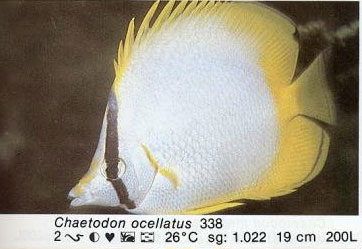 Chaetodon ocellatus